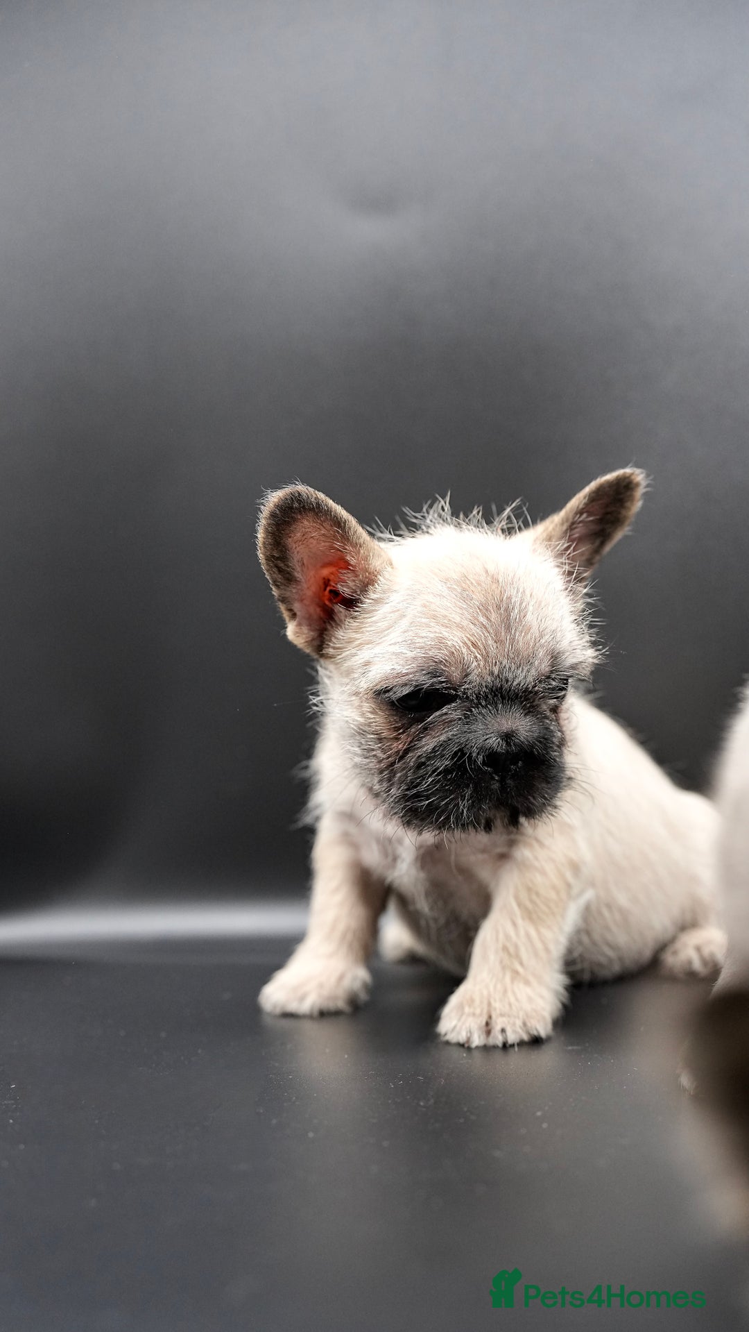 French Bulldog dogs for sale: French bulldog wire hair pink  - Image 3