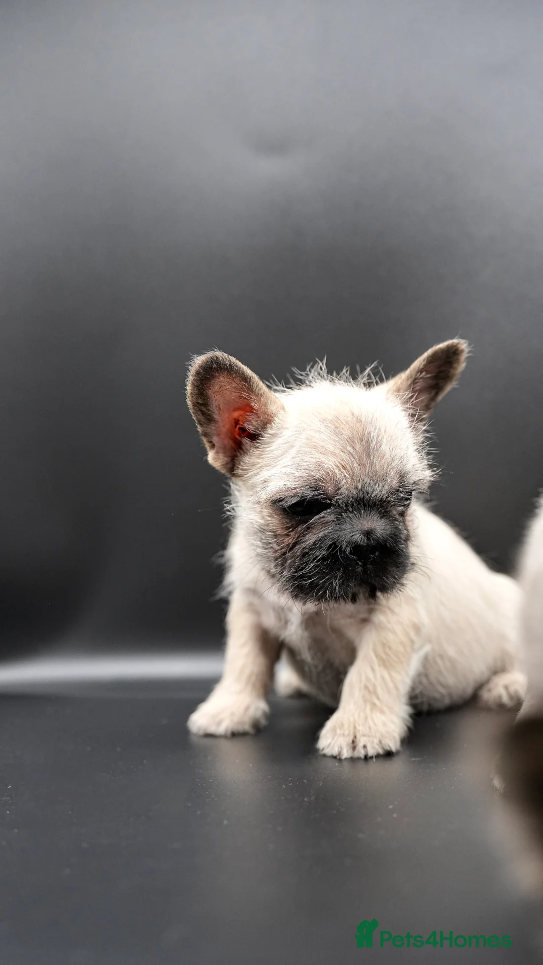 French Bulldog dogs for sale: French bulldog wire hair pink  - Advert 4