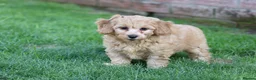 Cavapoochon dogs for sale: CAVAPOOCHON PUPPIES FOR SALE - Advert 28