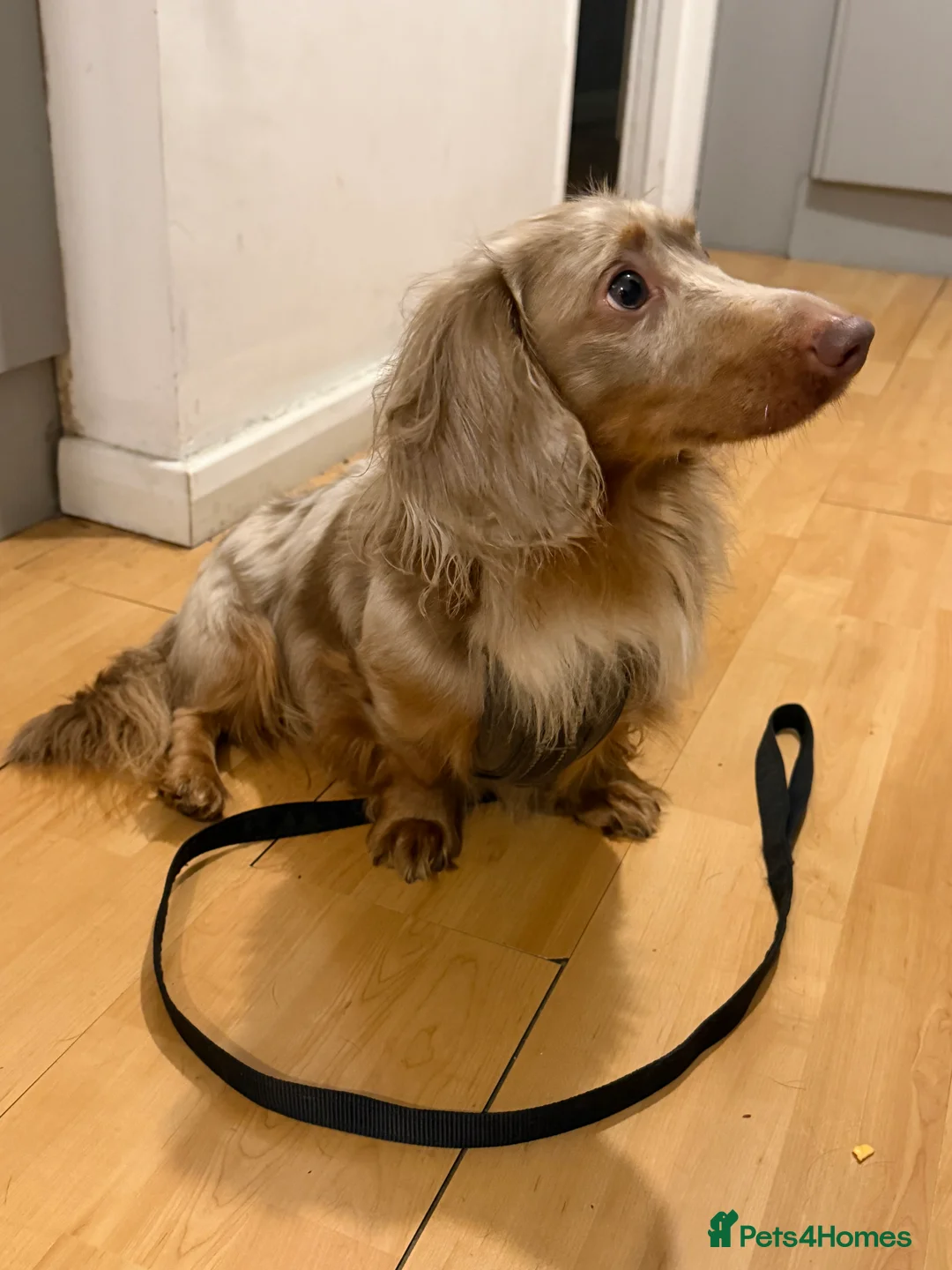 Miniature Dachshund dogs for sale: Mini Dachshund needs home ASAP - Advert 2