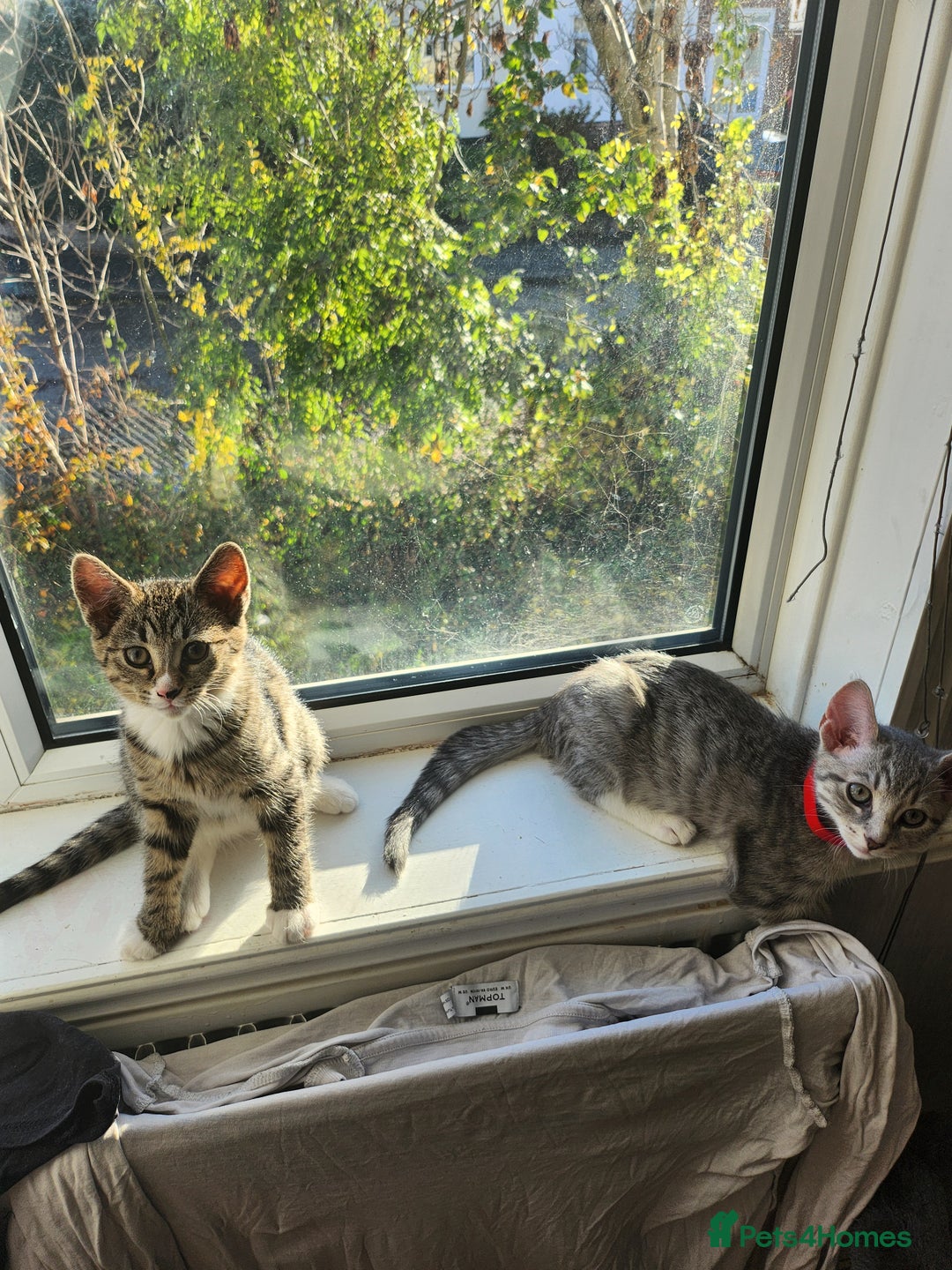 Mixed Breed cats for sale: Kittens  - Image 1