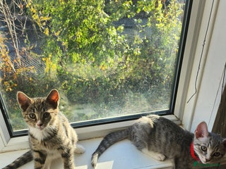 Mixed Breed cats for sale - Advert 1