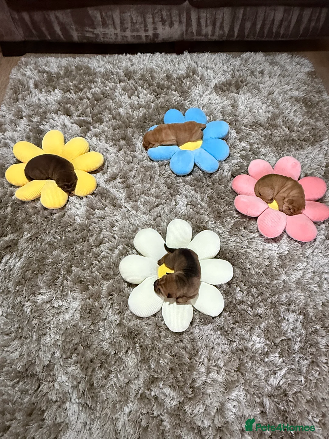 Shar Pei dogs for sale: 4 beautiful KC registered puppies - Advert 6