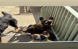 Mixed Breed dogs for sale: 🐾 Only 2 Gorgeous Puppies left Belgian x GSD - Image 1