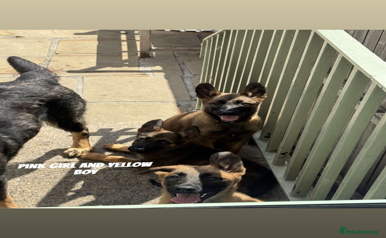 Mixed Breed dogs - Advert 12