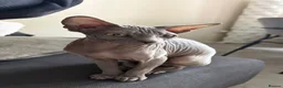 Sphynx cats for sale: Sphynx girls for sale  - Advert 7
