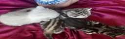 Mixed Breed cats for sale: Gorgeous kitten ready to find their forever home. in Brentwood - Advert 5
