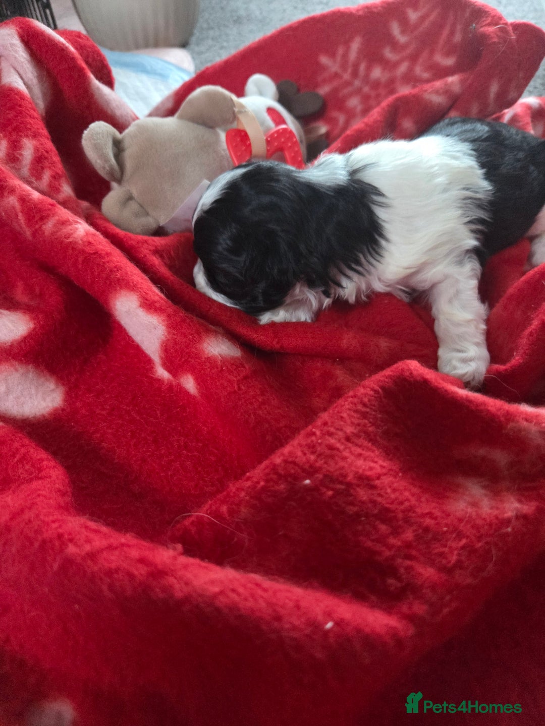 Maltese dogs for sale: 3 boys 1 girl x maltese puppies - Advert 28