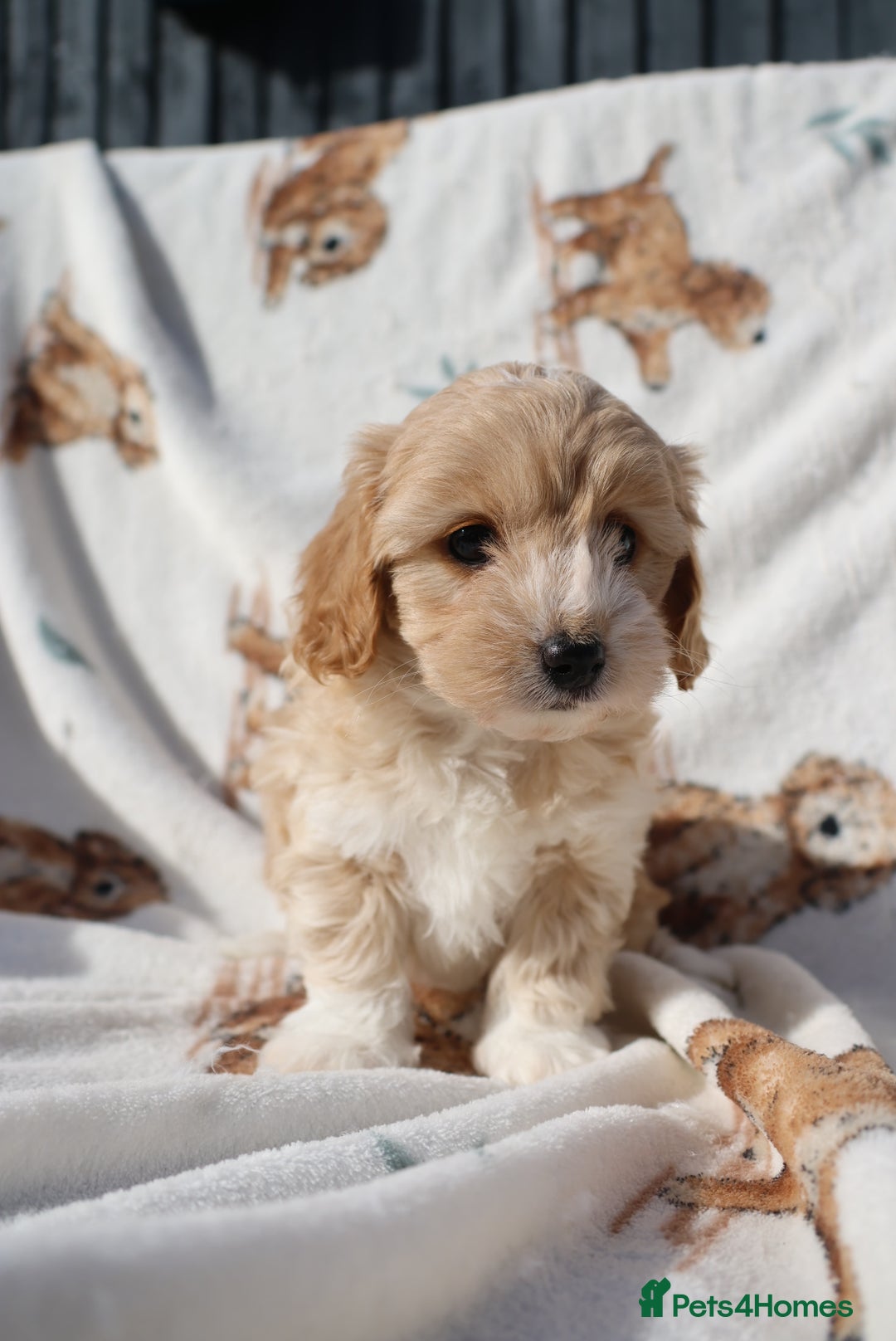 Maltipoo dogs for sale: Beautiful Maltipoo Babies - Image 21