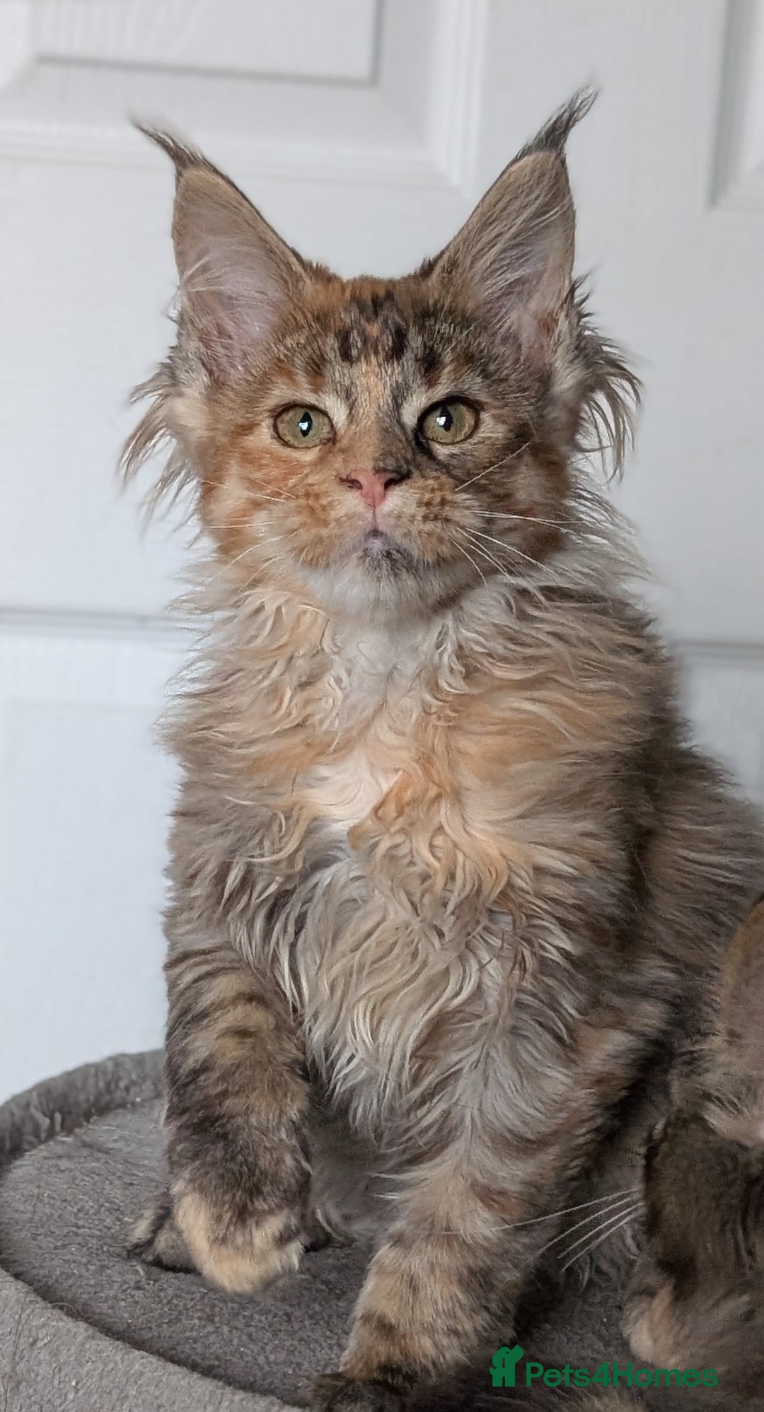 Maine Coon cats for sale: Maine coon kittens, Tica registered  - Image 31