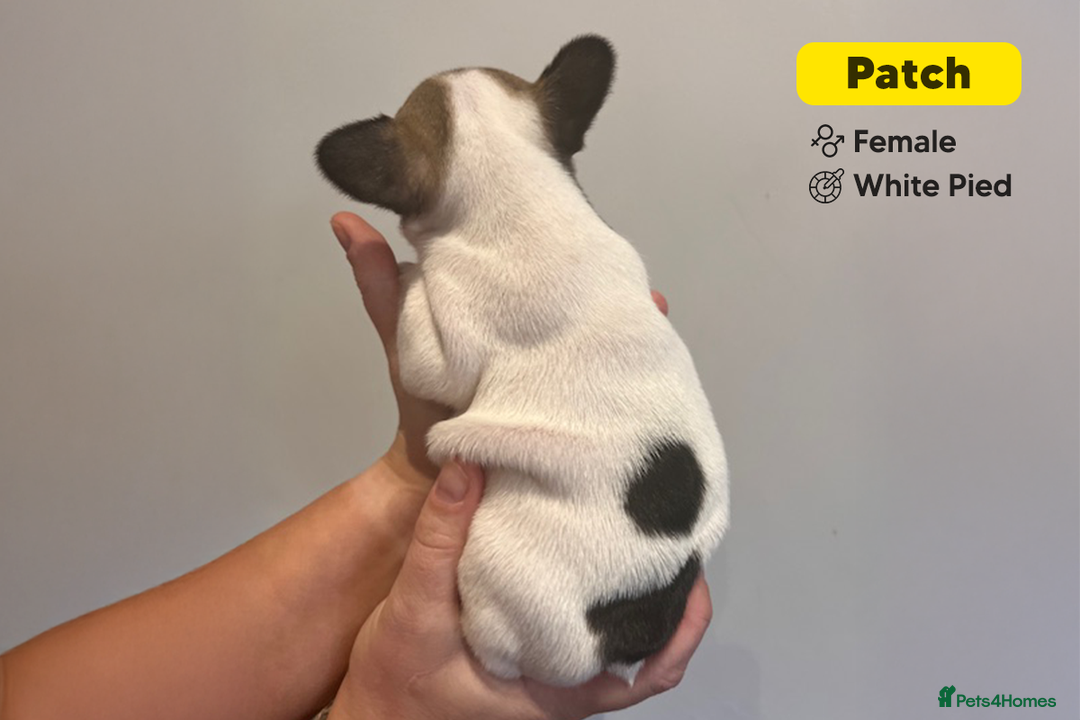 French Bulldog dogs for sale: Stunning KC Registered French Bulldog Puppies - Advert 10