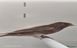 Finches birds for sale: Redpoll finches - Image 9