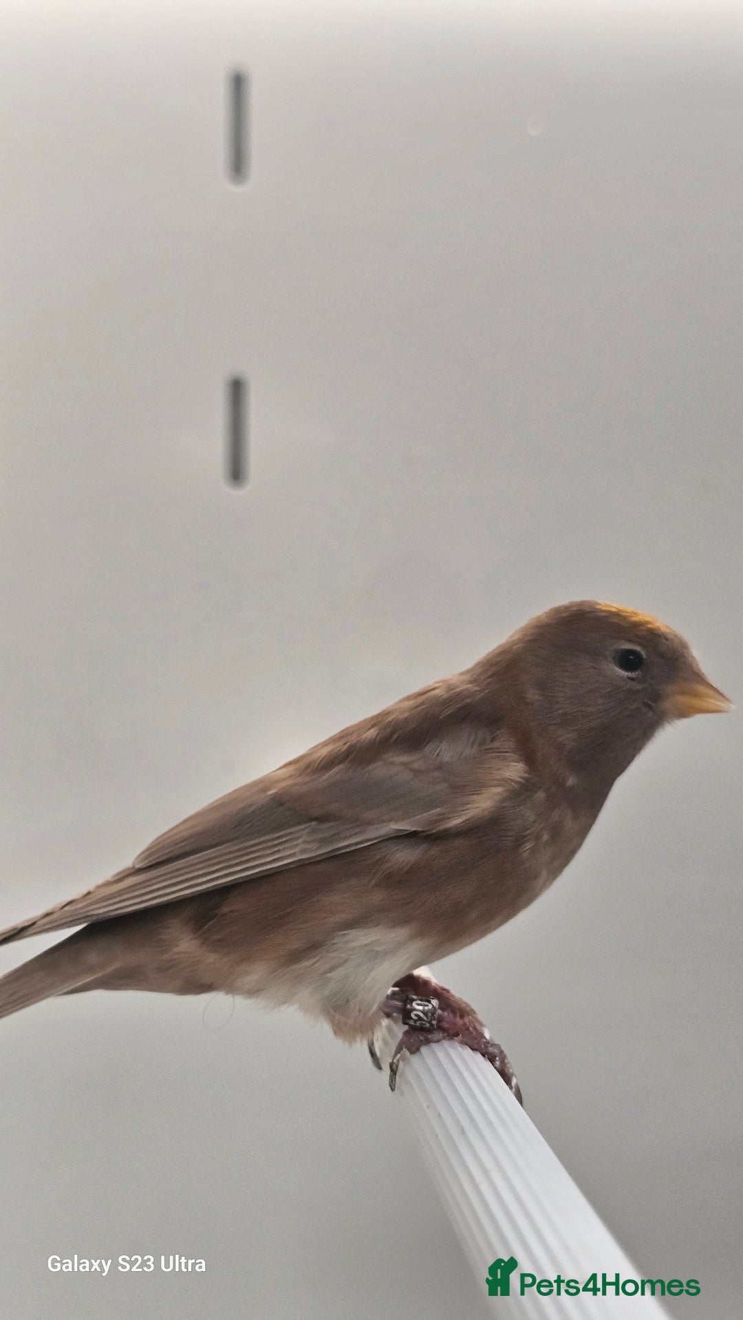 Finches birds for sale: Redpoll finches - Image 9