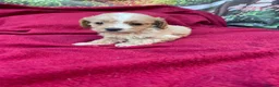 Cockapoo dogs for sale: American cockapoos - yankydoodles - Advert 34