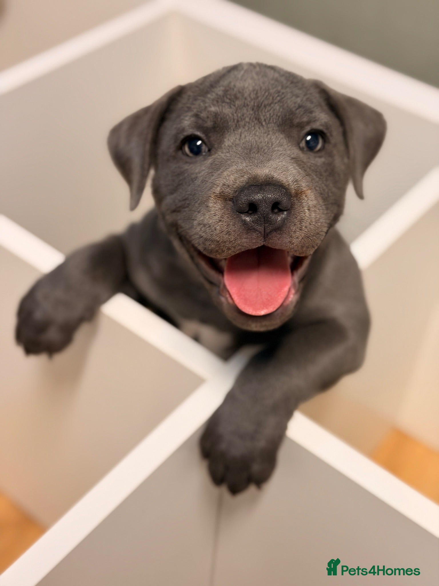 Staffordshire Bull Terrier dogs Beautiful Blue Staffordshire Bull Terrier Puppy - Advert 21