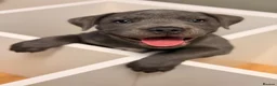 Staffordshire Bull Terrier dogs for sale: Beautiful Blue Staffordshire Bull Terrier Puppy - Advert 1