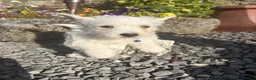West Highland Terrier dogs for sale: Gorgeous West Highland Terrier Puppies in Llandeilo - Advert 3