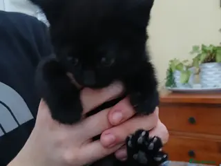 British Longhair cats British short-hair - Advert 2