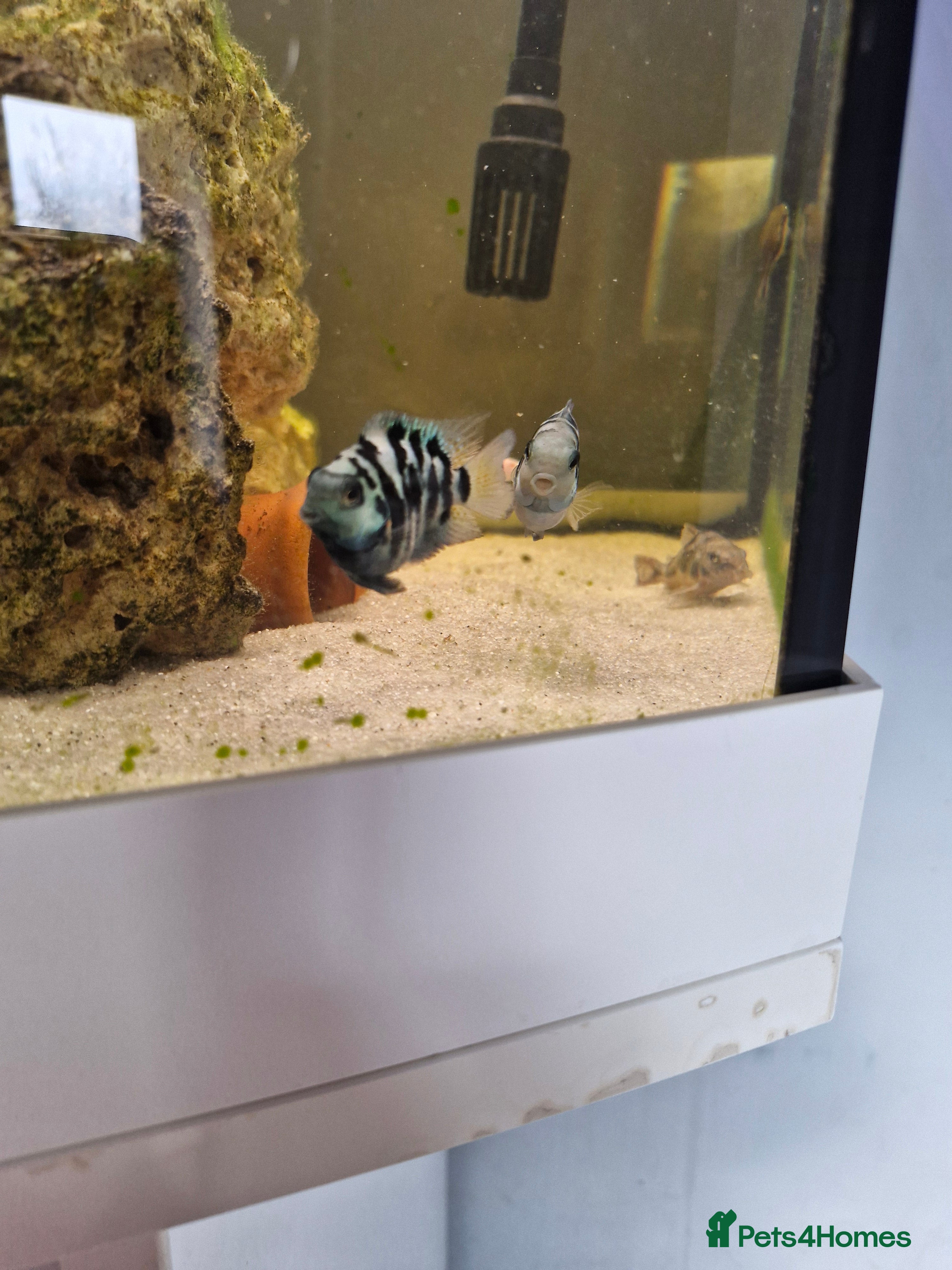 Cichlids fish Polar blue parrots - Advert 2