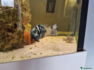 Cichlids fish Polar blue parrots - Advert 2