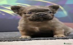 French Bulldog dogs for sale: Fluffy French Bulldog–Ready for Their Homes - Image 5