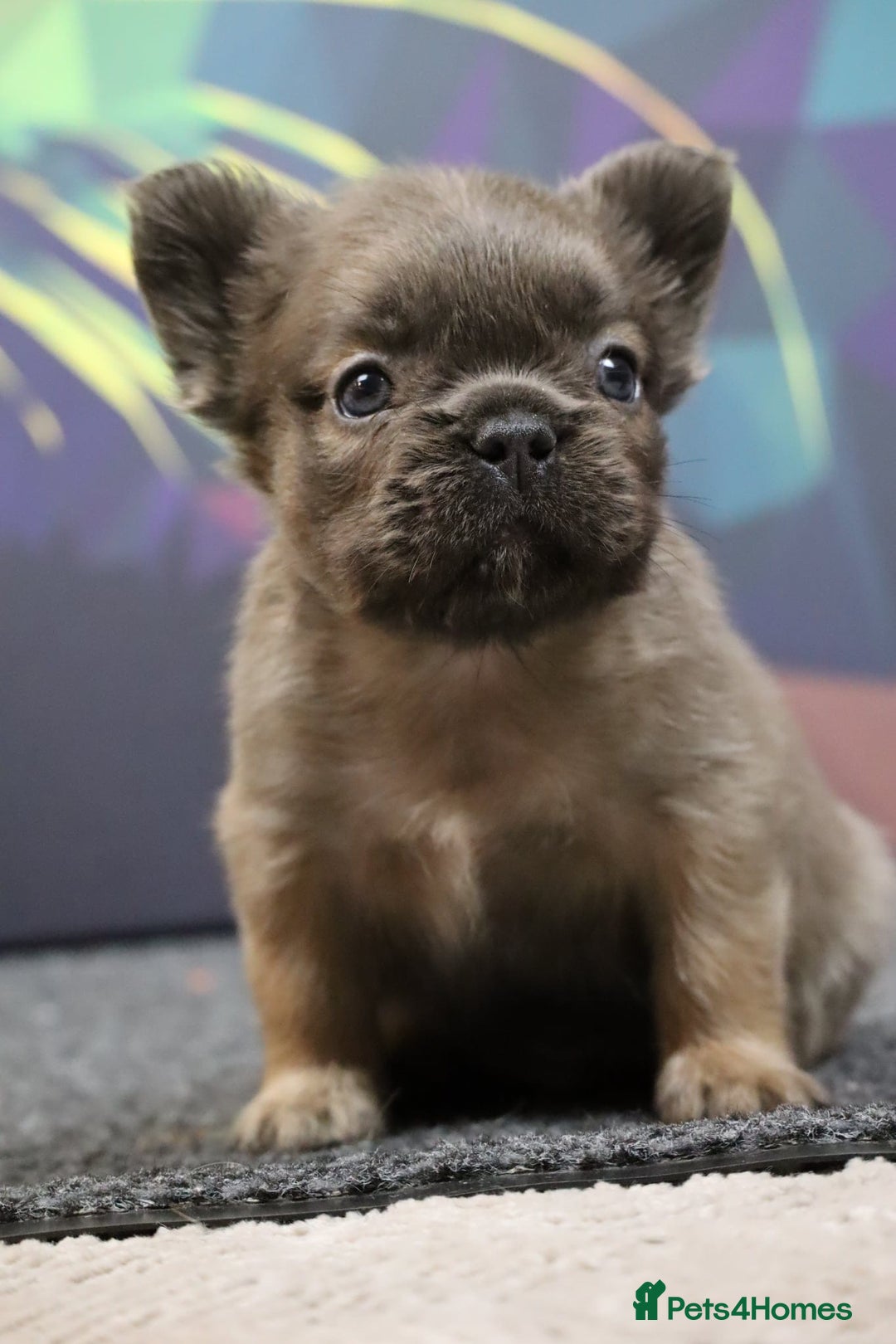 French Bulldog dogs for sale: Fluffy French Bulldog–Ready for Their Homes - Image 5