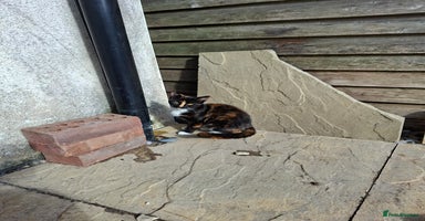 Mixed Breed cats - Advert 14