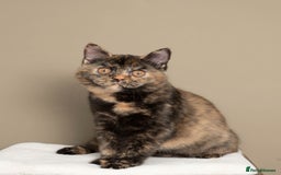 British Shorthair cats for sale: Gorgeous Tortie ✨ Rabies Vax ✅🌎✈️ - Image 2
