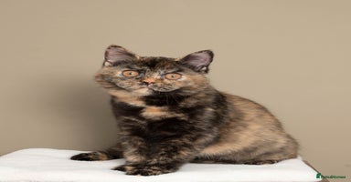 British Shorthair cats - Advert 3