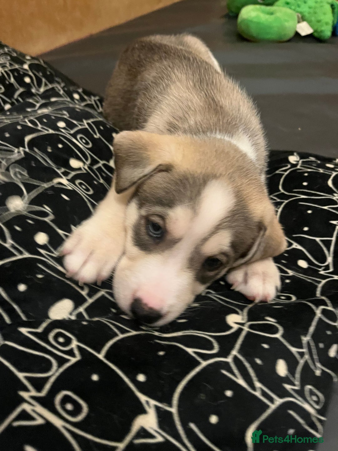 Mixed Breed dogs for sale: Husky/lab/staffi - Image 8