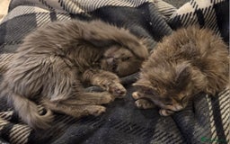 Nebelung cats for sale: 2 Grey Fluffy Grey Kittens For Sale - Image 1