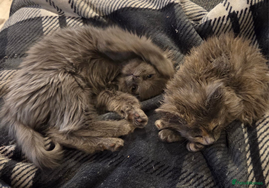 Nebelung cats for sale: 2 Grey Fluffy Grey Kittens For Sale - Image 1