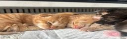 Domestic Shorthair cats for sale: 2 m 2fm ginger kitten 2fm,1m dark stripe in Coatbridge - Advert 7