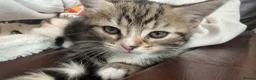 Persian cats for sale: Beautiful half Persian kittens  - Advert 2