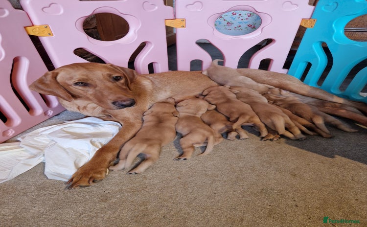 Labrador Retriever dogs Fox Red Labrador puppies  - Advert 6