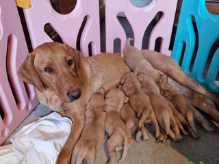 Labrador Retriever dogs Fox Red Labrador puppies - Advert 5