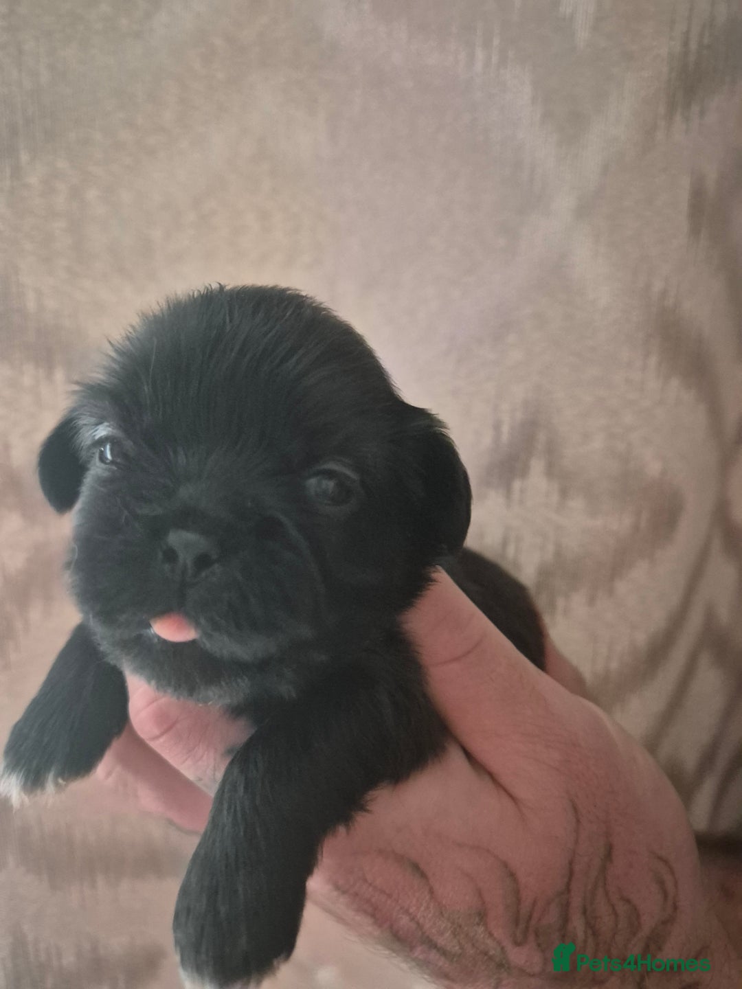 Shih Tzu dogs for sale: ✨ Beautiful Shih Tzu Puppies for Sale ✨ - Image 13