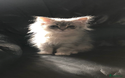 Persian cats for sale: Persian kitten in Blackburn - Image 1