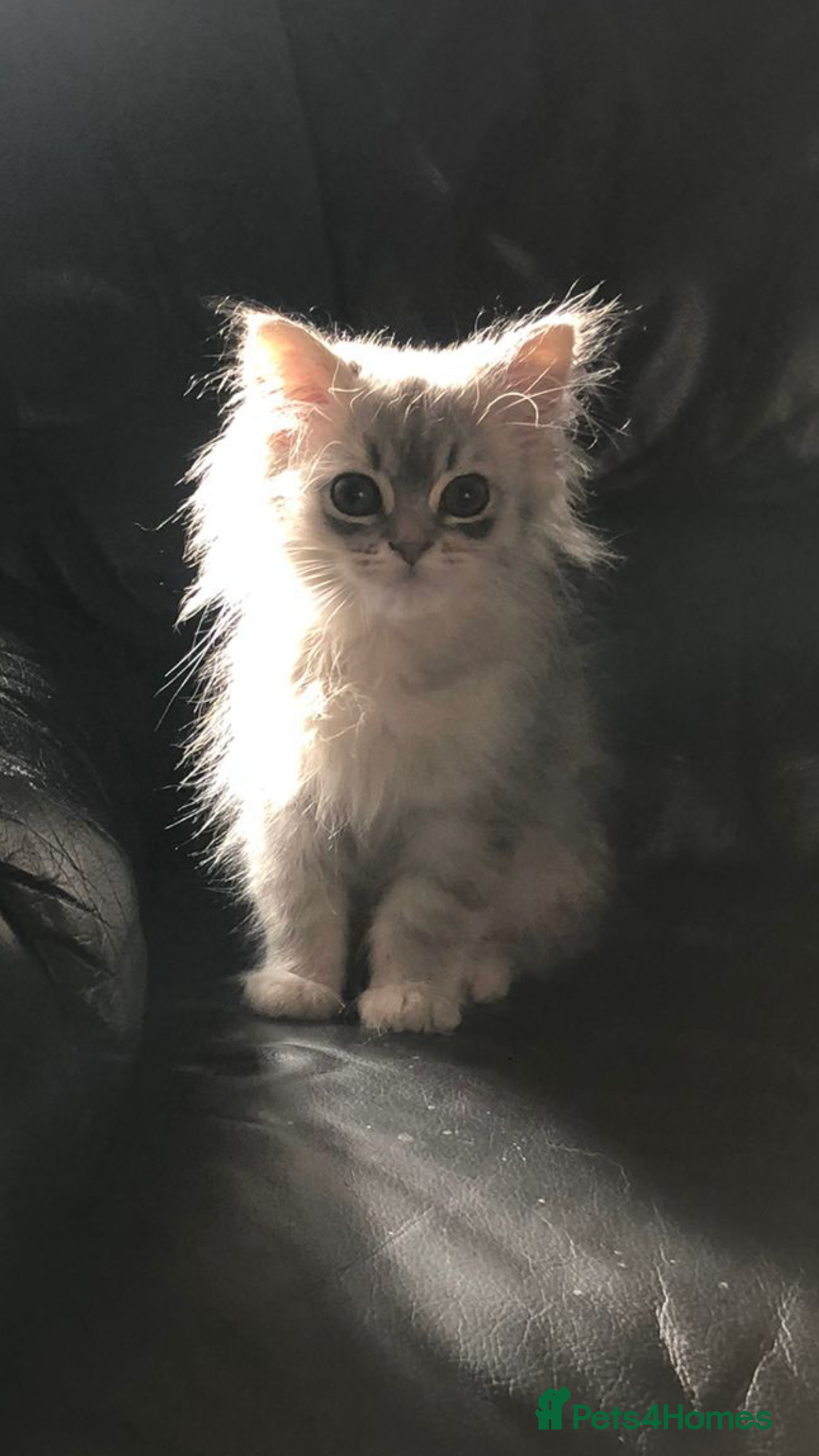 Persian cats for sale: Persian kitten in Blackburn - Image 1