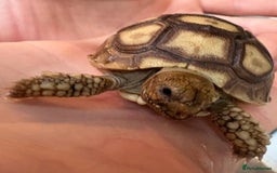Tortoise reptiles for sale: Sulcata tortoise - Image 3