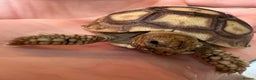 Tortoise reptiles for sale: Sulcata tortoise - Advert 3