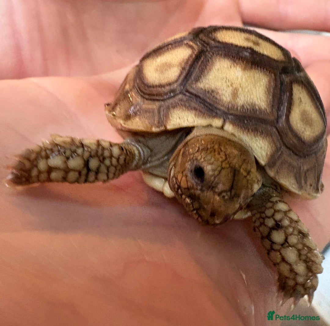Tortoise reptiles for sale: Sulcata tortoise - Image 3