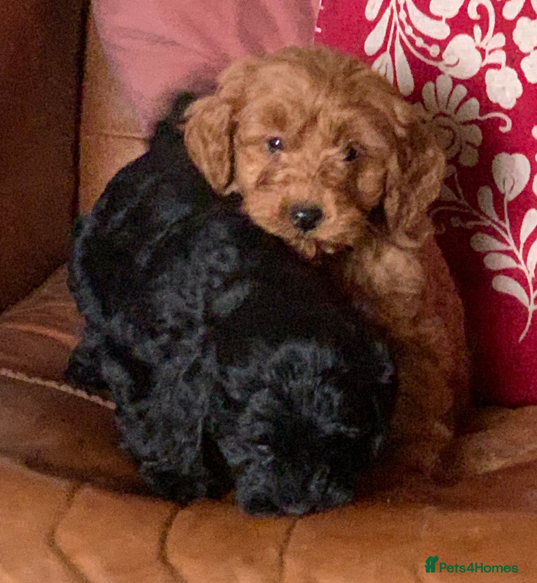 Cockapoo dogs for sale: Small Curly Cockapoo Puppies For Sale - Advert 13
