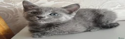 Russian Blue cats for sale: Beautiful Russian Blue Girl – 14 Weeks - Advert 2