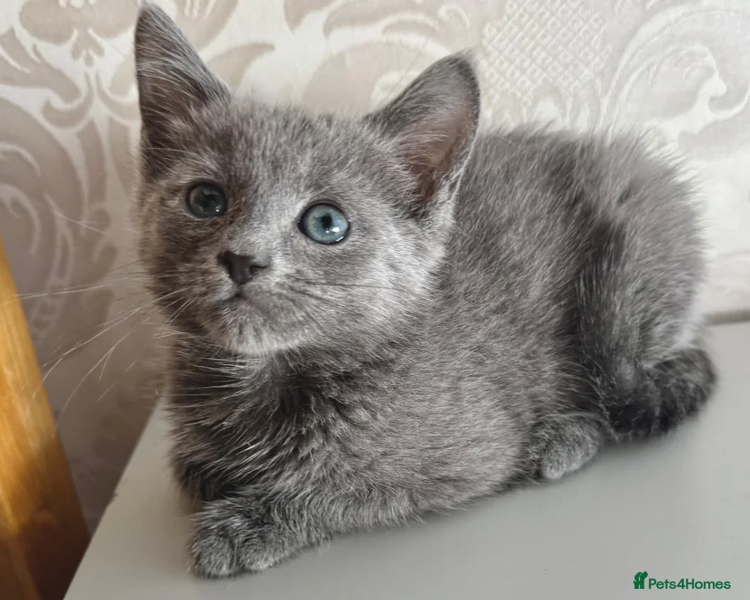 Russian Blue cats for sale: Beautiful Russian Blue Girl – 14 Weeks - Advert 2