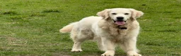 Golden Retriever dogs for sale: KC reg fully health tested 1 year old female  - Advert 4