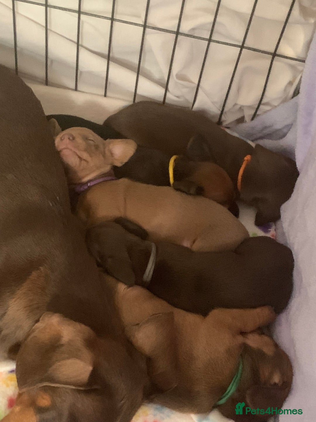 Miniature Dachshund dogs for sale: Miniature dachshunds  - Image 6