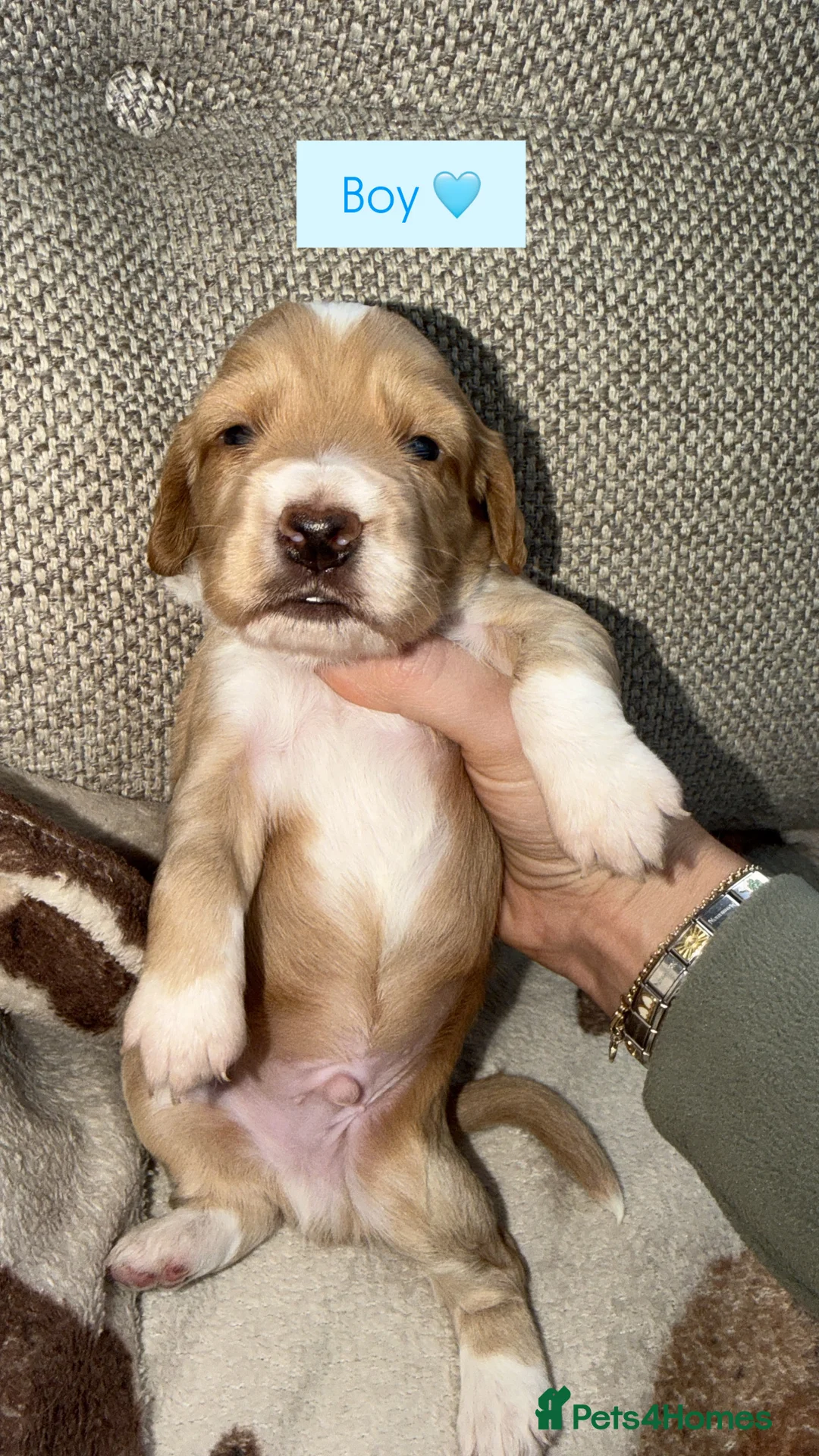 Mixed Breed dogs for sale: Working cocker spaniel puppies in Spalding - Advert 4