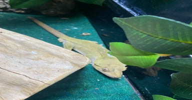 Gecko reptiles - Advert 5