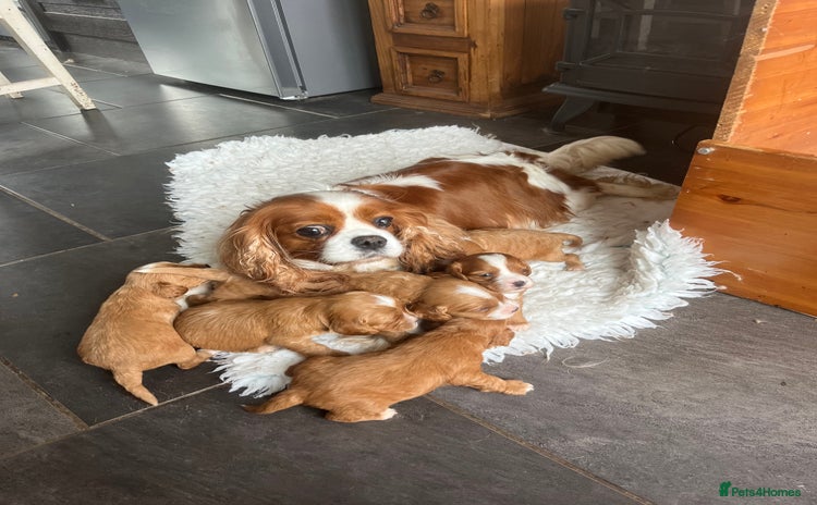 Cavapoo dogs - Advert 1